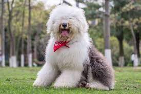 Big Fluffy Dog Breeds