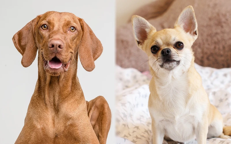Vizsla and Chihuahua Mix