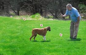 Invisible Dog Fence
