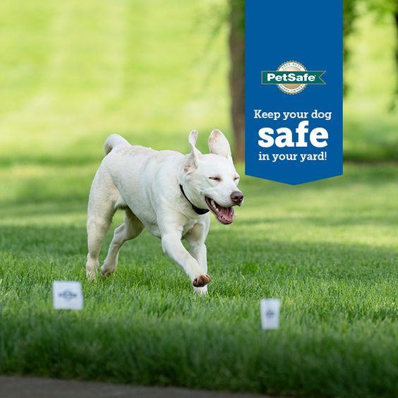 Explore the Benefits of a Petsafe Wireless Fence for Effective Pet Containment