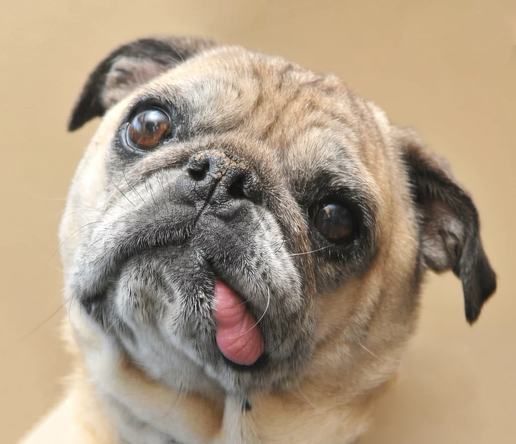 Dog Faces