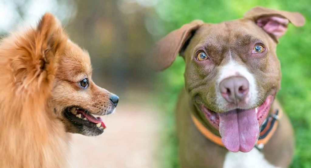 Pomeranian and Pitbull Mix: The Perfect Dog for Active Families