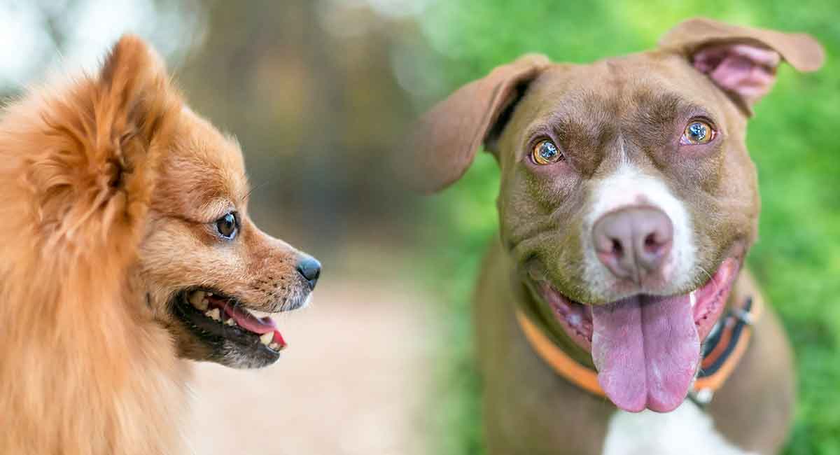 Pomeranian and Pitbull Mix: The Perfect Dog for Active Families