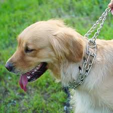 Prong Collars