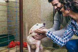 southside spca