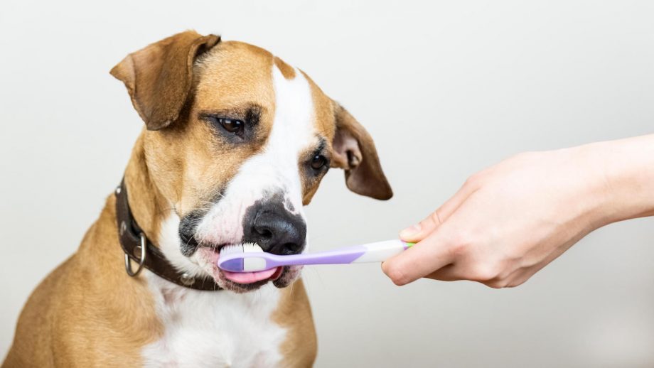 Dog Toothbrush