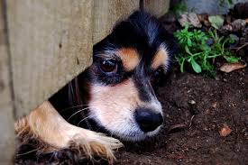 Neutered