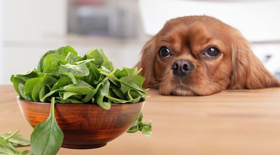 Can Dogs Eat Spinach