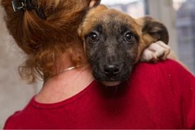 SAC SPCA