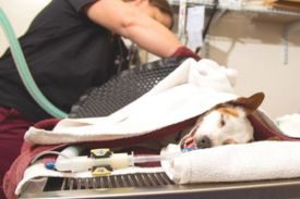 SAC SPCA