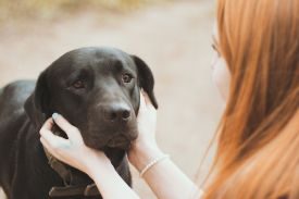 SPCA Lakeland