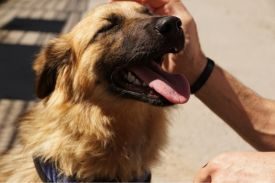 SPCA Lakeland