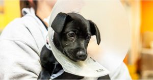 SPCA SANTA CRUZ