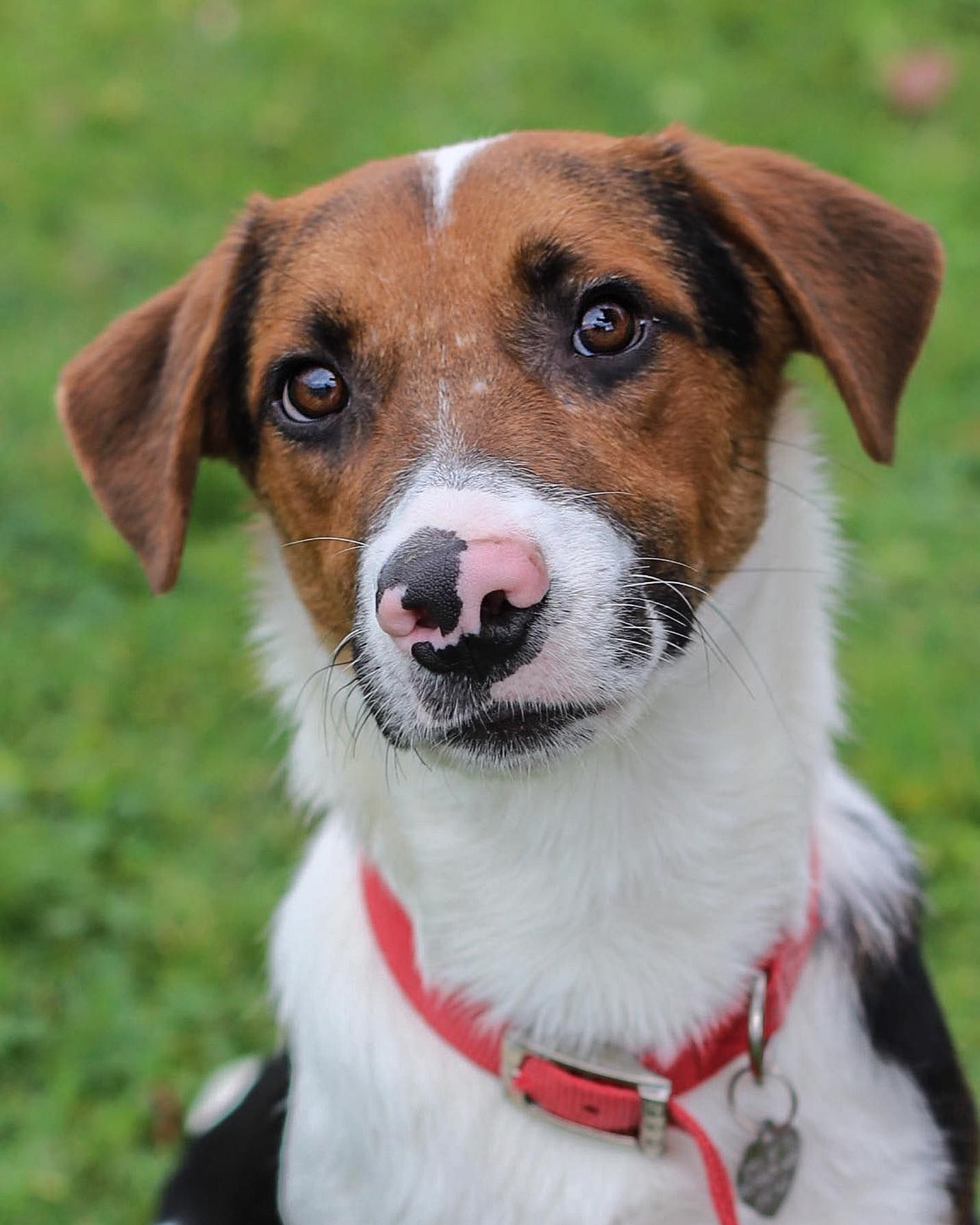SPCA Yuba City