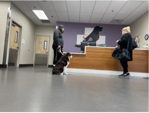 SPCA San Mateo