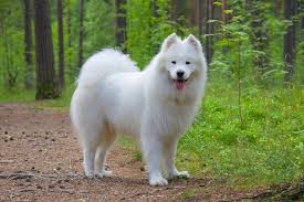 Big Fluffy Dog Breeds