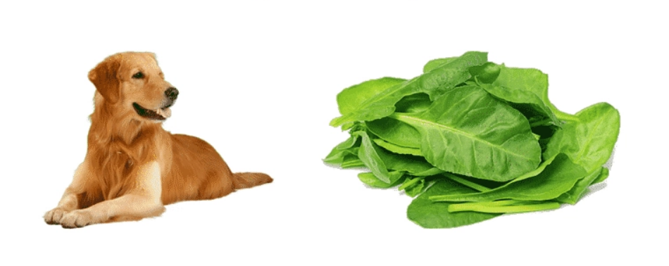 Can Dogs Eat Spinach