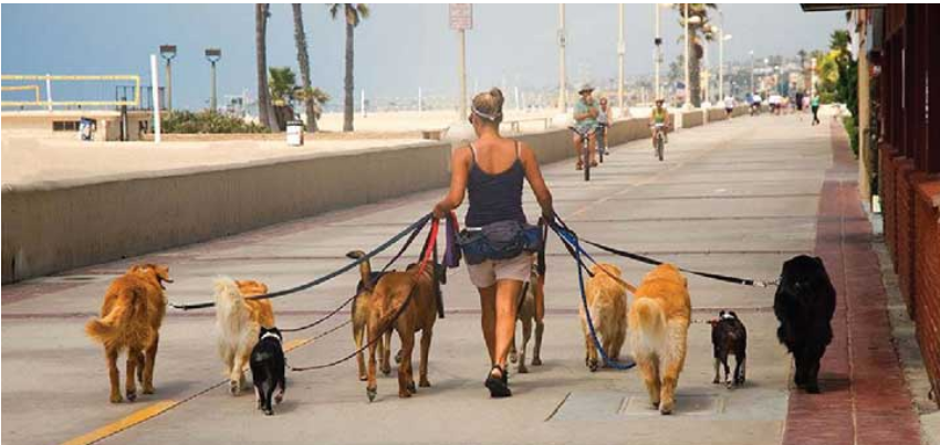 Dog Walking Jobs