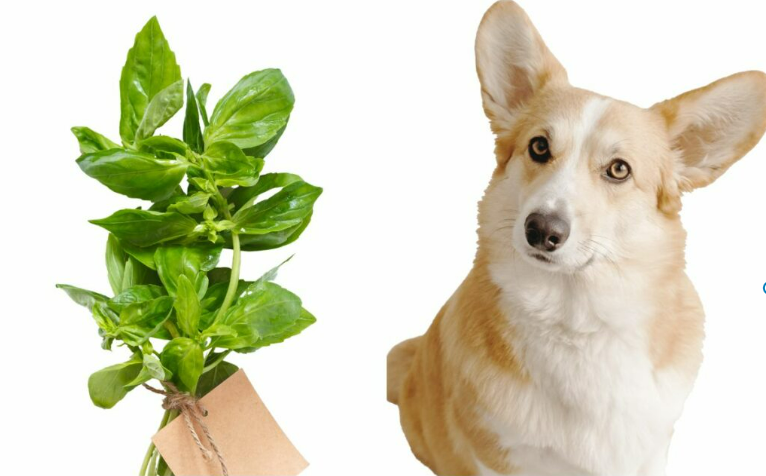 Can Dogs Eat Basil