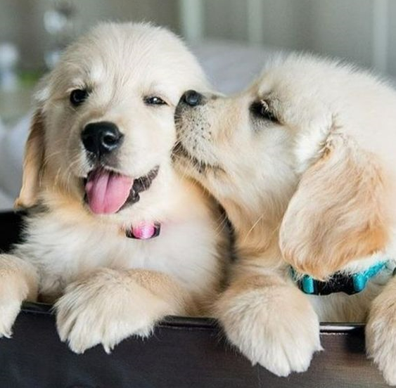 Can dogs eat macadamia nuts