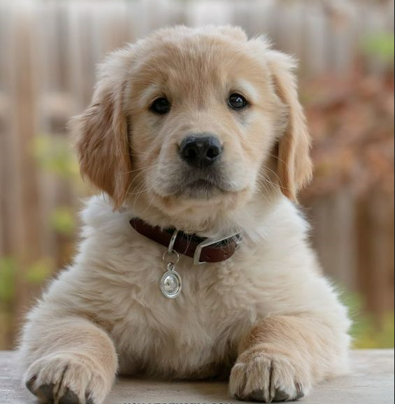 Can dogs eat macadamia nuts