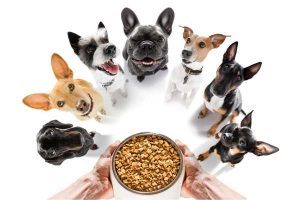 Sensitive Stomach Dog Food