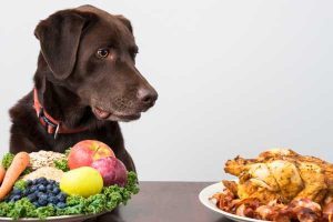 Sensitive Stomach Dog Food