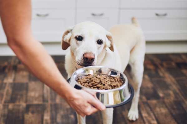 Sensitive Stomach Dog Food.