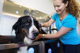 SPCA Lakeland