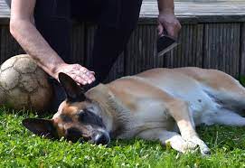 Belgian Malinois