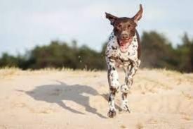 German Shorthaired Pointer