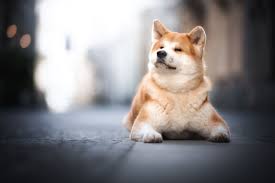 Schipperke similar breed