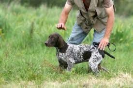 German Shorthaired Pointer