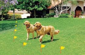 Invisible Dog Fence