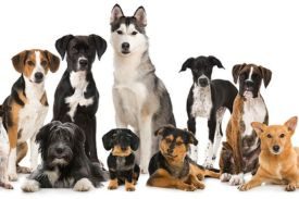 Dog Breed