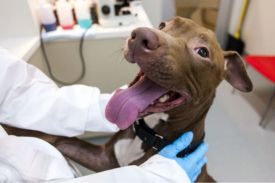 Sullivan County SPCA