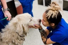 Sullivan County SPCA