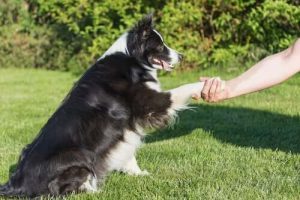 Tampa Bay SPCA