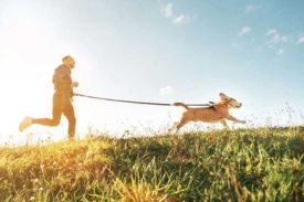 Dog Park