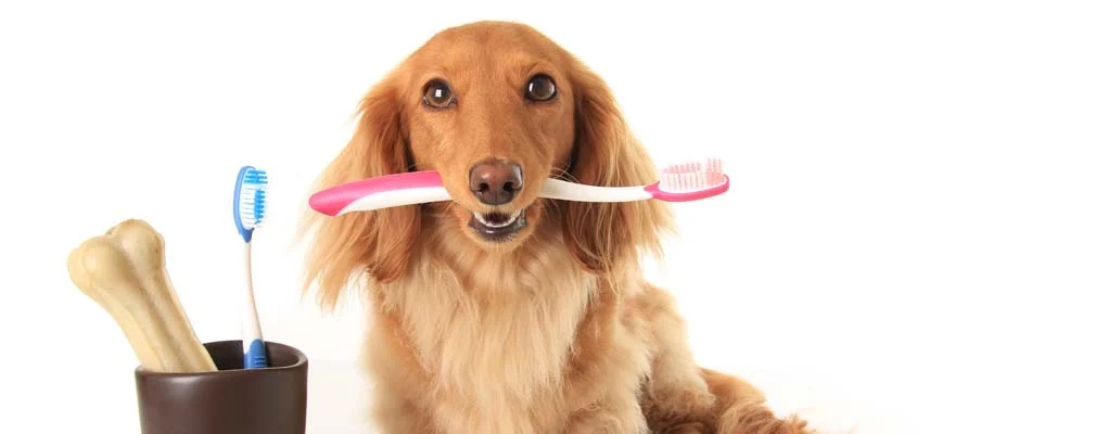 Dog Toothbrush