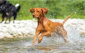 Vizsla Pitbull Mix