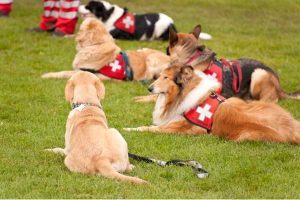The Heartwarming Journey Of A Rescued Dog