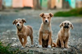 Visalia SPCA