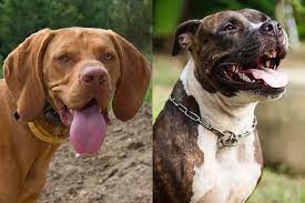 Vizsla Pitbull Mix