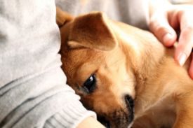 Cuddling With Dog