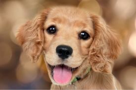 Puppy-dog Eyes