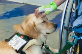 Therapy Dogs