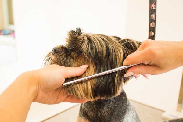 Tips And Resources For Rehoming Your Dog