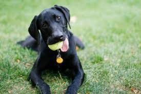 Weimaraner German Shepherd Mix