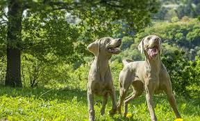 Weimaraner Golden Retriever Mix